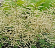 Goatsbeard, Misty Lace