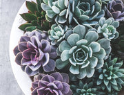 10/24 EVENT TICKET: Spooky Succulent Gardens