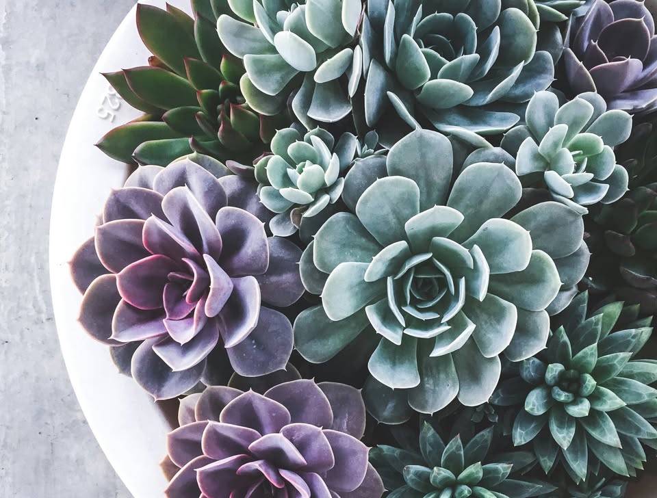 10/24 EVENT TICKET: Spooky Succulent Gardens