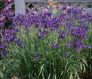 Iris  Siberian Caesar's Brother