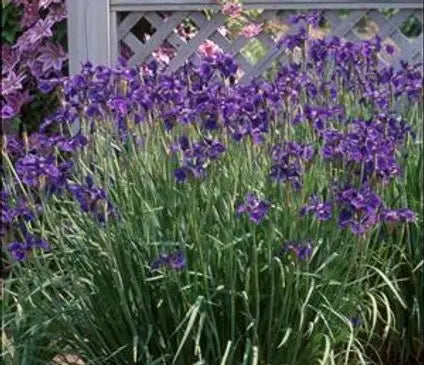 Iris  Siberian Caesar's Brother