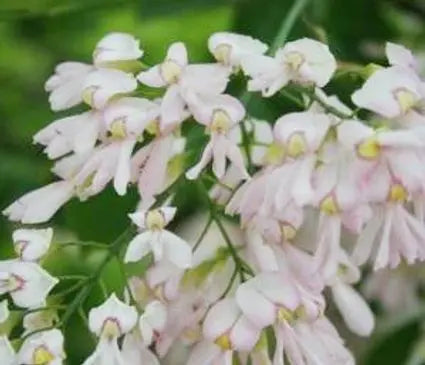 Yellowwood, Perkins Pink
