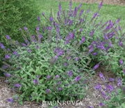 Butterfly Bush, Lo & Behold® Blue Chip Jr