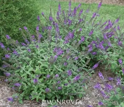 Butterfly Bush, Lo & Behold® Blue Chip Jr