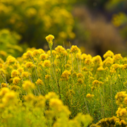Rabbitbrush, Tall Blue