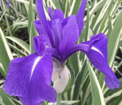 Iris, Japanese Variegated