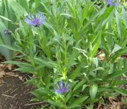 Bachelor Button, Perennial