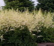 False Spirea, Bridal Veil