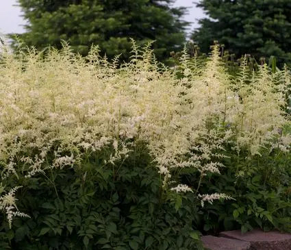 False Spirea, Bridal Veil
