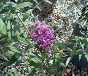Butterfly Bush, Dwarf Purple