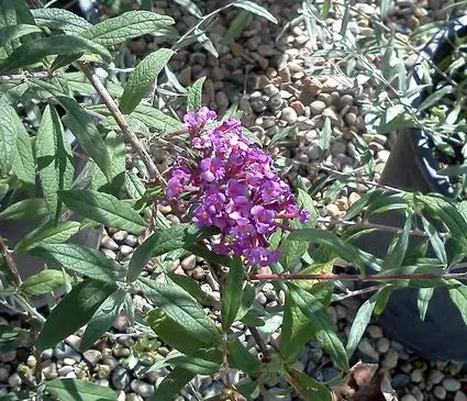Butterfly Bush, Dwarf Purple