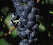 Grape, Valiant