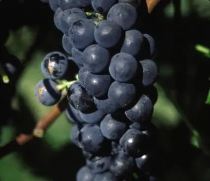 Grape, Valiant
