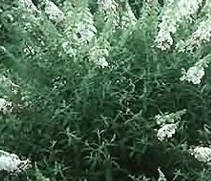 Butterfly Bush, Nanho White