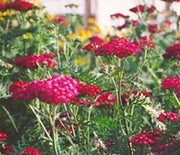 Yarrow  Sangria
