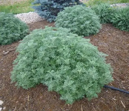 Artemisia, Powis Castle