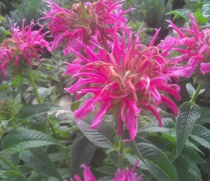 Bee Balm, Coral Reef (Bergamot)