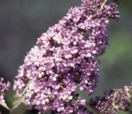 Butterfly Bush, Lochinch