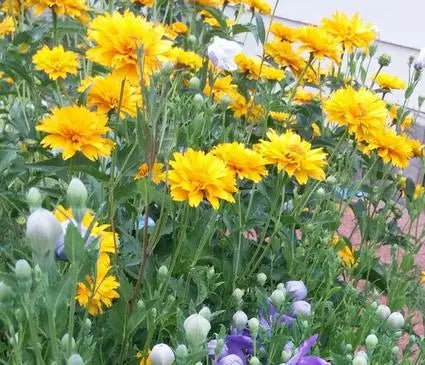 False Sunflower, Summer Sun