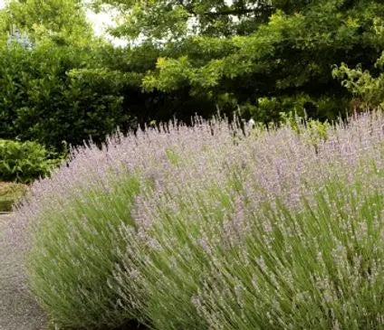 Lavender, Provence