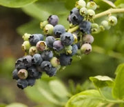 Blueberry, Northland