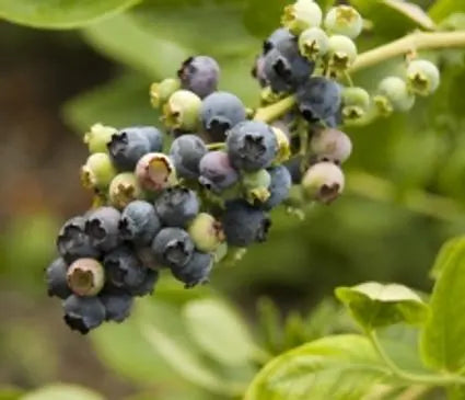 Blueberry, Northland