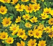 Tickseed, Elfin Gold