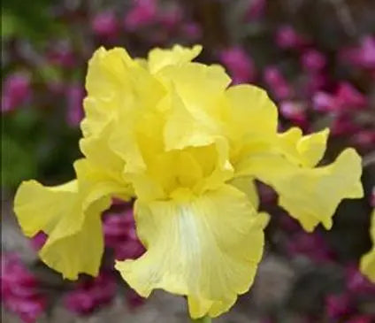 Iris, German Bearded Harvest of Memories