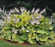 Hosta, Sum and Substance