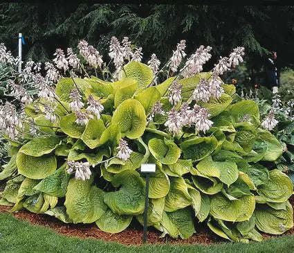 Hosta, Sum and Substance