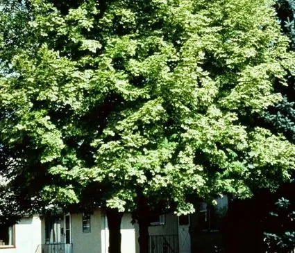 Maple, Variegated Norway