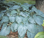 Hosta, Blue Angel