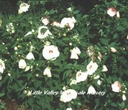 Hardy Hibiscus, Southern Belle Mix