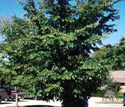 Elm, Accolade