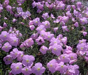 Evening Primrose, New Mexico