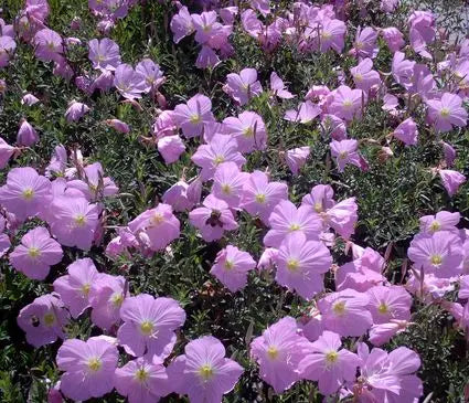 Evening Primrose, New Mexico