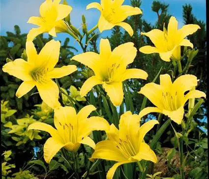 Daylily, Hyperion