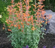 Agastache, Apricot Sprite