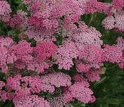 Yarrow, Pink Grapefruit