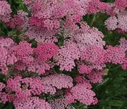 Yarrow, Pink Grapefruit