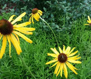 Coneflower, Yellow