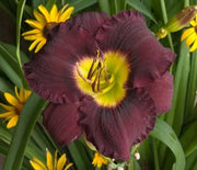 Daylily, Bela Lugosi