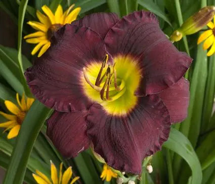 Daylily, Bela Lugosi