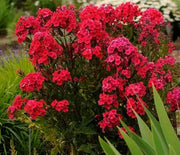Phlox, Garden Red Riding Hood