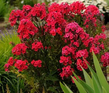 Phlox, Garden Red Riding Hood