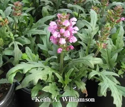 Self Heal, Lacy