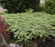 Juniper, Alpine Carpet