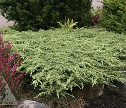 Juniper, Alpine Carpet