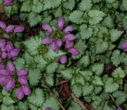 Deadnettle, Spotted Orchid Frost