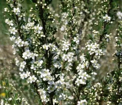 Western Sandcherry